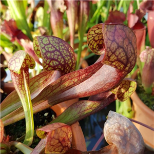 Sarracenia Hybrid H 55 Courtii A. Slack